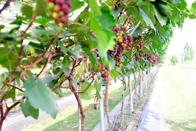 Choang ngop vuon nho Ha den sai triu qua-Hinh-5