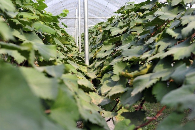 Choang ngop vuon nho Ha den sai triu qua-Hinh-9