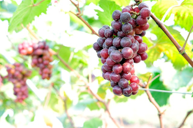 Choang ngop vuon nho Ha den sai triu qua-Hinh-6