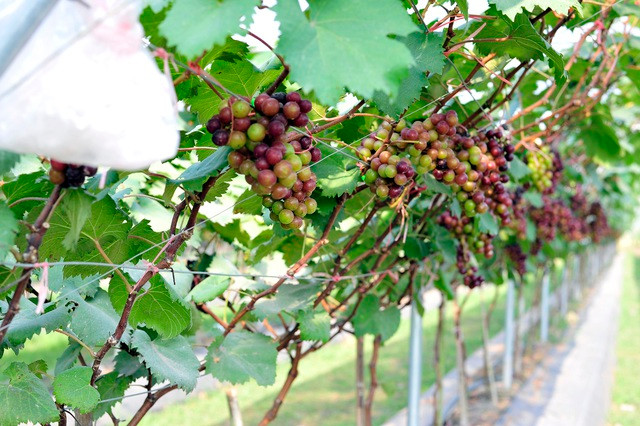 Choang ngop vuon nho Ha den sai triu qua-Hinh-4