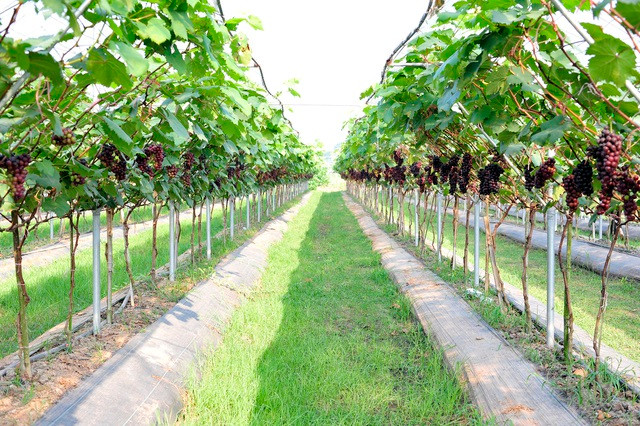 Choang ngop vuon nho Ha den sai triu qua