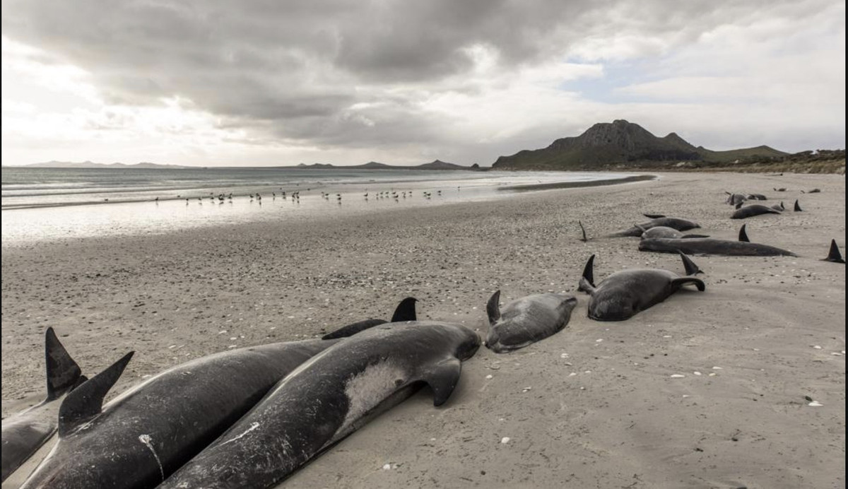 Hình ảnh gần 500 con cá voi chết la liệt trên bãi biển New Zealand - Hình 6 Hinh anh gan 500 con ca voi chet la liet tren bai bien New Zealand-Hinh-6