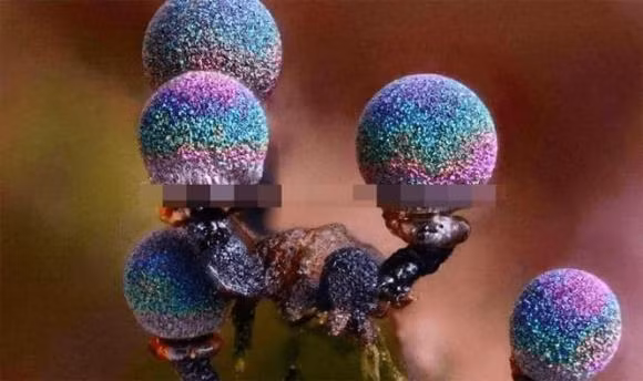 Nam thach anh tim - loai nam dep nhat tren the gioi-Hinh-6