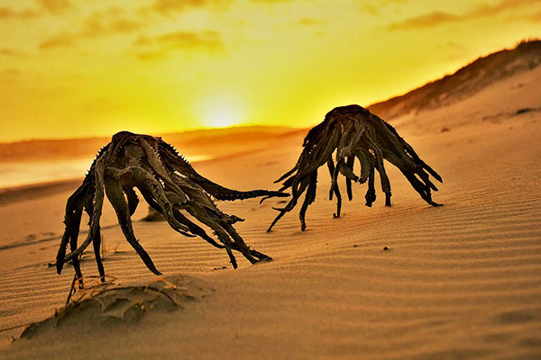 Trăn đá đang quấn chặt con mồi bị linh cẩu tấn công Tran da dang quan chat con moi bi linh cau tan cong