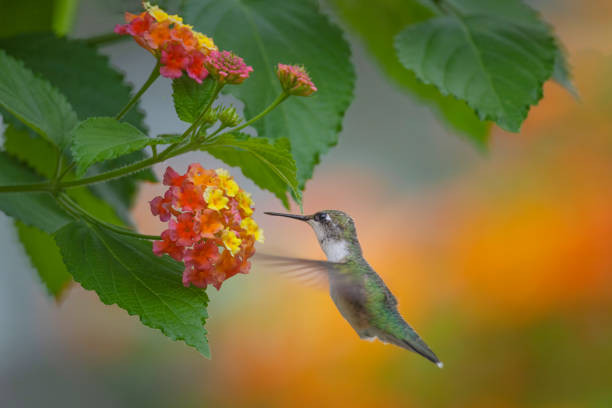 Nam 2022, 3 con giap don tai loc cuon cuon, su nghiep phi ma-Hinh-2