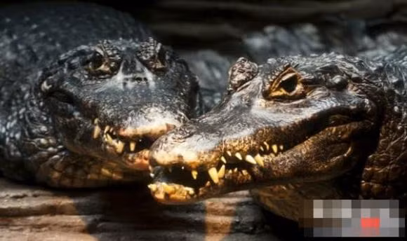 Top 10 ke giet dong vat dang so o rung nhiet doi Amazon-Hinh-5