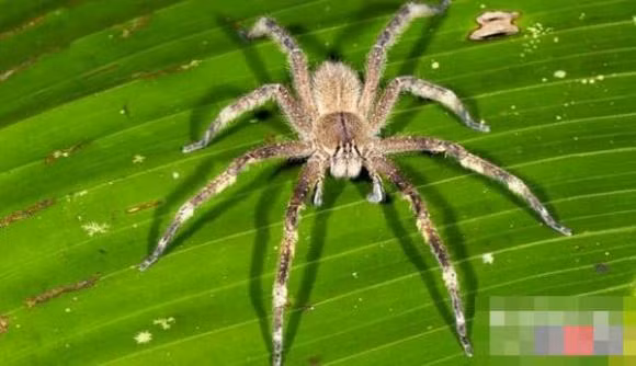 Top 10 ke giet dong vat dang so o rung nhiet doi Amazon-Hinh-8