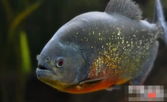 Top 10 ke giet dong vat dang so o rung nhiet doi Amazon-Hinh-3