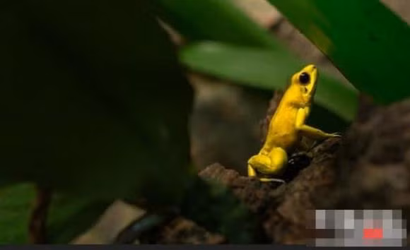 Top 10 ke giet dong vat dang so o rung nhiet doi Amazon-Hinh-2