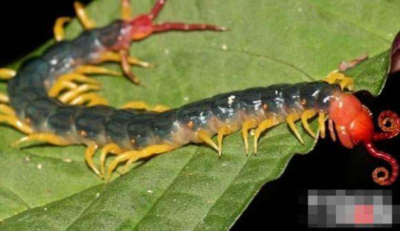 Top 10 ke giet dong vat dang so o rung nhiet doi Amazon-Hinh-10