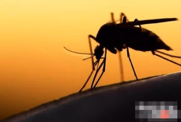 Top 10 ke giet dong vat dang so o rung nhiet doi Amazon-Hinh-9