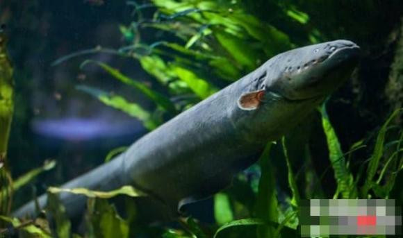 Top 10 ke giet dong vat dang so o rung nhiet doi Amazon-Hinh-6