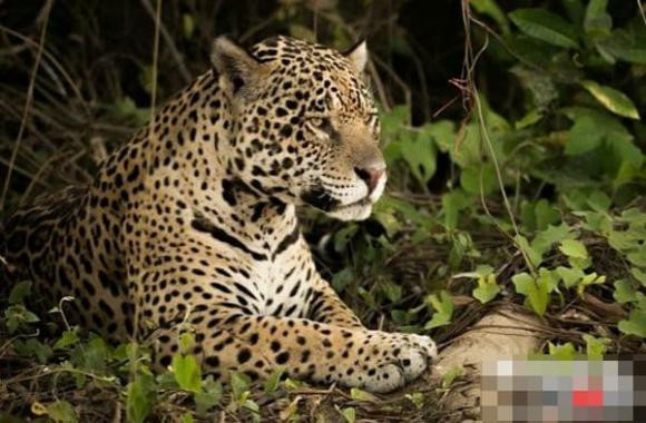 Top 10 ke giet dong vat dang so o rung nhiet doi Amazon-Hinh-7