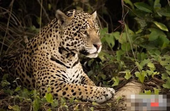 Top 10 ke giet dong vat dang so o rung nhiet doi Amazon-Hinh-7