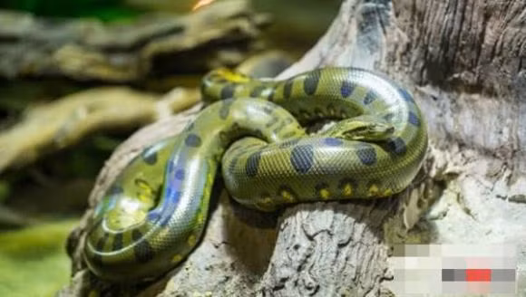 Top 10 ke giet dong vat dang so o rung nhiet doi Amazon