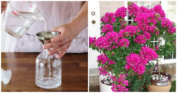 Loai nuoc tien giup cay canh khong bao gio vang la-Hinh-2