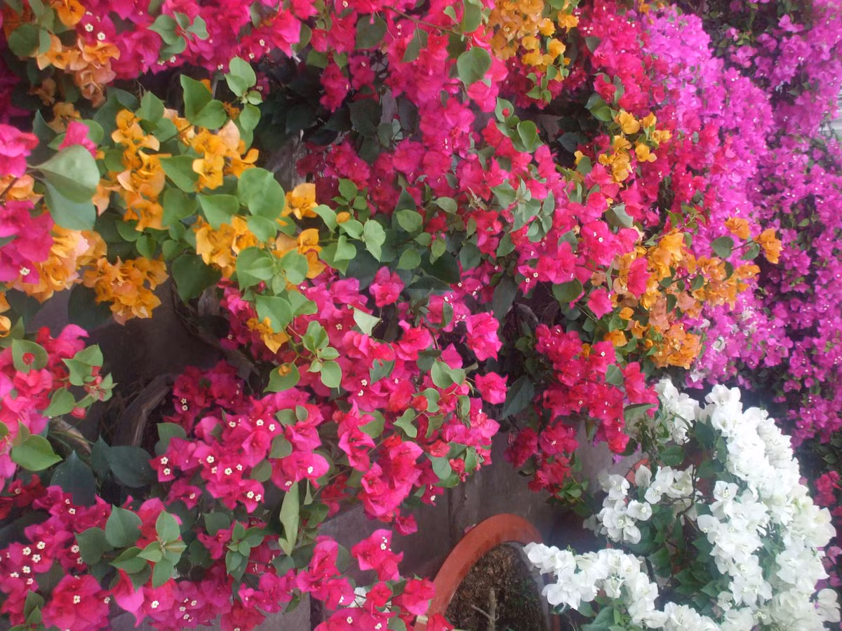 Loai nuoc tien giup cay canh khong bao gio vang la-Hinh-5