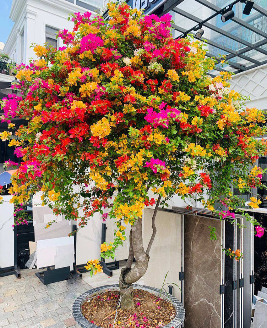 Loai nuoc tien giup cay canh khong bao gio vang la-Hinh-4