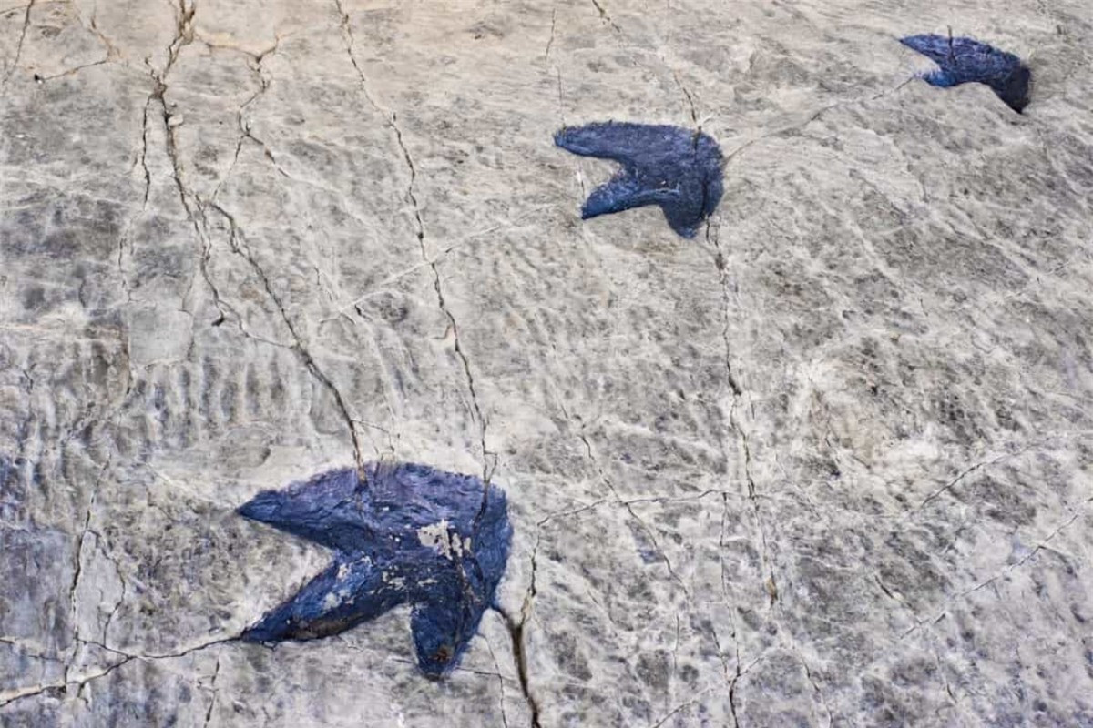 Dấu chân của khủng long thể hiện kích thước của chúng và cách chúng đi bộ với bao nhiêu chân. Độ dài sải chân có thể được sử dụng để tính toán tốc độ di chuyển của khủng long.