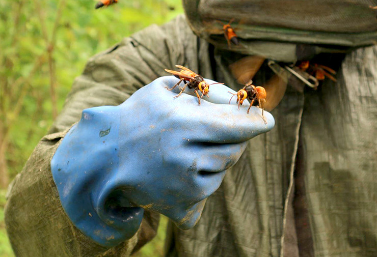 Từ lâu, người dân nhiều nơi đã đi vào rừng sâu săn tổ ong, nhộng ong bắp cày để ngâm rượu