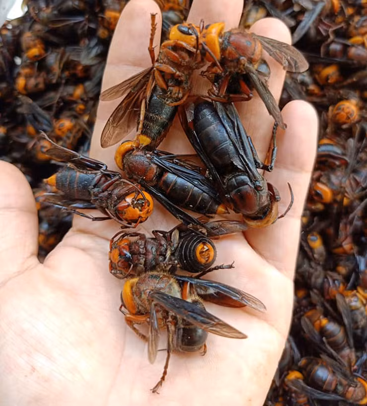 Chúng thường làm tổ dưới đất, muốn tìm được ong thì phải đến các vùng có hoa, nhiều côn trùng, sau đó theo dõi tìm về nơi làm tổ của ong bắp cày.