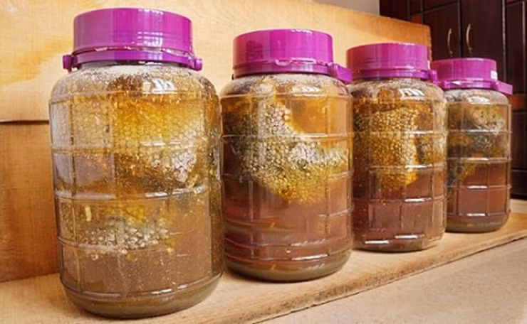 Sau khi khai thác, ong bắp cày được thương lái thu mua tận nơi với giá khoảng 300.000 đồng/kg/tổ và khoảng 500.000 - 800.000 đồng/kg với nhộng ong.