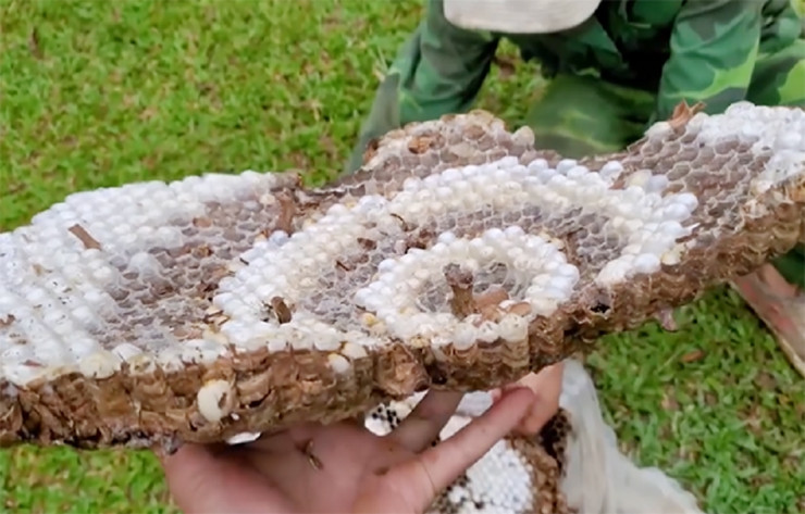 Gần đây, ong bắp cày được bán trên chợ mạng với giá 500.000 đồng/kg. Ngay trong các nhà hàng, quán ăn rượu ngâm ong cũng được nhiều người ưa chuộng.