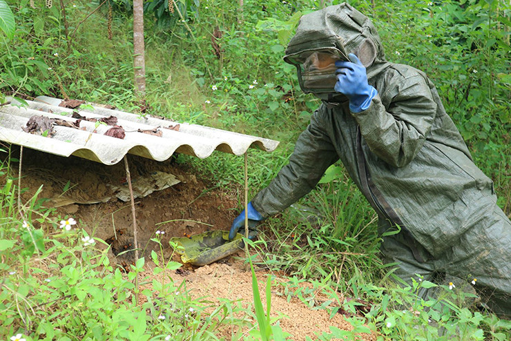 Muốn bắt ong trưởng thành thì phải mặc quần áo bảo hộ cẩn thận, dùng ống tre dài, 1 đầu cho vào tổ ong, 1 đầu buộc sẵn bao lưới hoặc bao tải rồi hun khói cho ong bay ra tán loạn.
