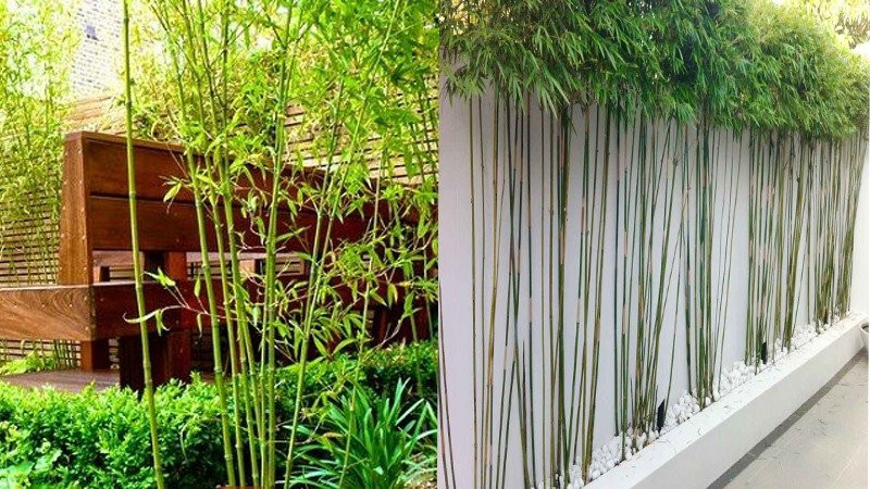 Vì sao các vị đại gia thích trồng tre trúc trước cửa nhà? Vi sao cac vi dai gia thich trong tre truc truoc cua nha?