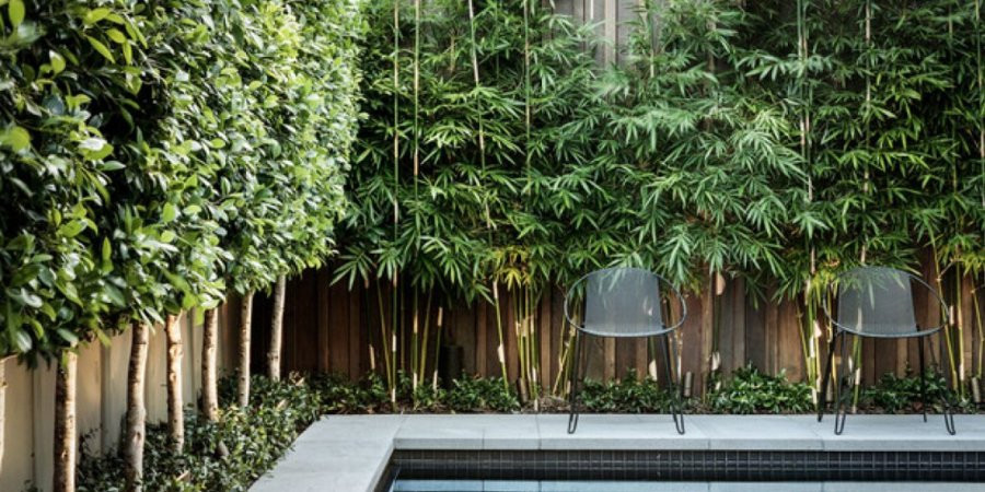 Vì sao các vị đại gia thích trồng tre trúc trước cửa nhà? - Hình 3 Vi sao cac vi dai gia thich trong tre truc truoc cua nha?-Hinh-3