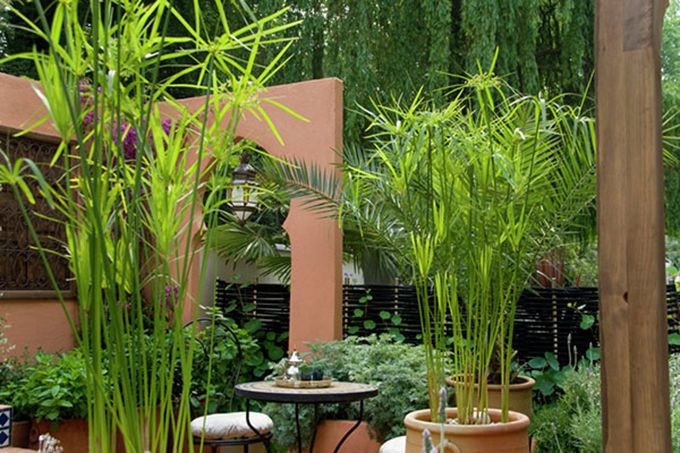 Vì sao các vị đại gia thích trồng tre trúc trước cửa nhà? - Hình 5 Vi sao cac vi dai gia thich trong tre truc truoc cua nha?-Hinh-5