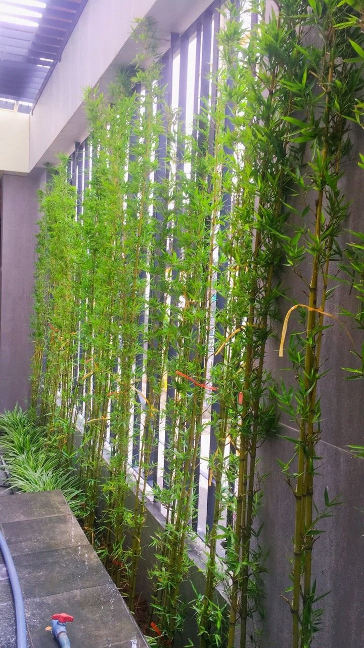 Vì sao các vị đại gia thích trồng tre trúc trước cửa nhà? - Hình 4 Vi sao cac vi dai gia thich trong tre truc truoc cua nha?-Hinh-4