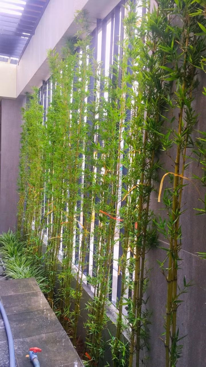 Vì sao các vị đại gia thích trồng tre trúc trước cửa nhà? - Hình 4 Vi sao cac vi dai gia thich trong tre truc truoc cua nha?-Hinh-4