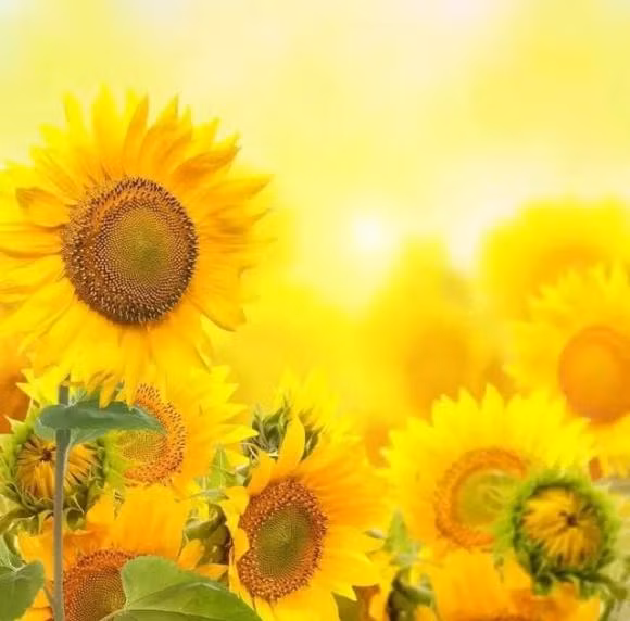 Dau hieu phong thuy nha ban bi hong-Hinh-3