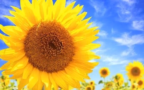 Dau hieu phong thuy nha ban bi hong