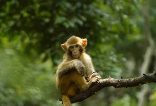 Thân từ nhỏ đã bộc lộ trí thông minh thiên bẩm. Năng lực có thừa, quan hệ ngoại giao tốt, chẳng có gì bất ngờ khi người này giành được rất nhiều thành công trên con đường sự nghiệp. 