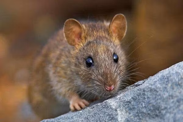 Dù đang đứng trên đỉnh cao của danh vọng, tiền bạc nhưng bản mệnh nên giữ thái độ đúng mực, khiêm tốn, chớ ngủ quên trên chiến thắng mà vô tình đánh mất tất cả.