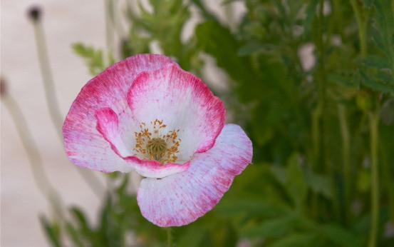 Buoc sang thang 9, 3 con giap co van may noi dai, moi su deu suon se