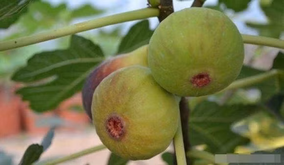 An du 4 loai thuc an nay, giai doc va thong ruot-Hinh-2