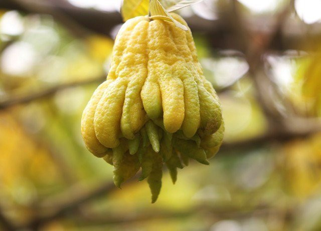 Mẹo chọn phật thủ bày mâm ngũ quả để cả năm phát lộc - Hình 5 Meo chon phat thu bay mam ngu qua de ca nam phat loc-Hinh-5