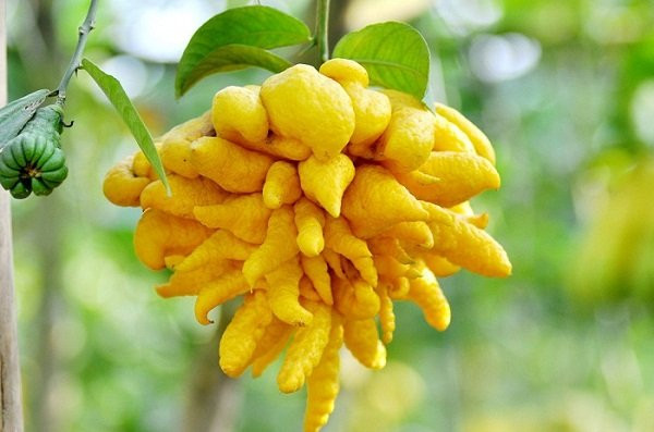 Mẹo chọn phật thủ bày mâm ngũ quả để cả năm phát lộc - Hình 3 Meo chon phat thu bay mam ngu qua de ca nam phat loc-Hinh-3