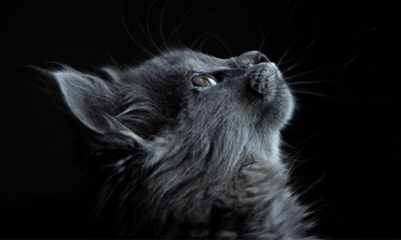 Tuổi Mão. Tuổi Mão đại diện cho những con người thông minh, mưu trí, nhanh nhẹn và có con mắt tinh tế, nhìn xa trông rộng.