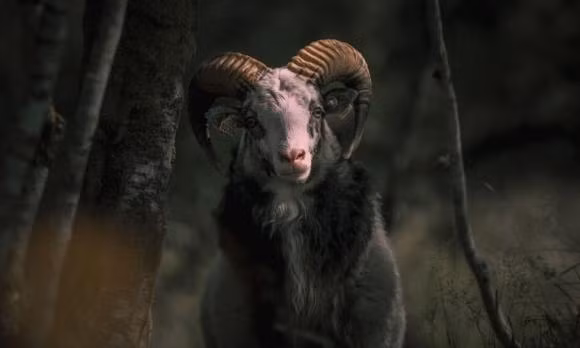 Tuổi Mùi. Giống như hình ảnh của con vật đại diện, những người tuổi Mùi đa số hiền hậu, sống an nhàn là luôn vui vẻ, thân thiện với mọi người.