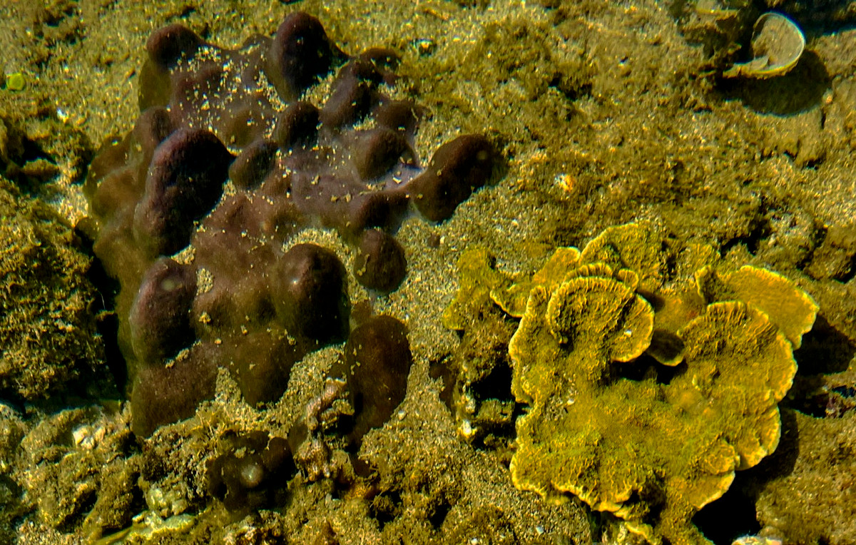 Cụm san hô màu nhung đen mọc như loài nấm ở Gành Yến.