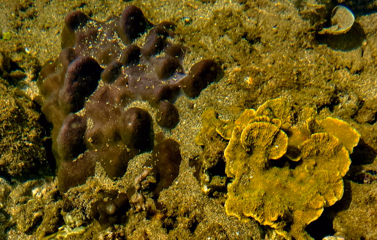 Cụm san hô màu nhung đen mọc như loài nấm ở Gành Yến.