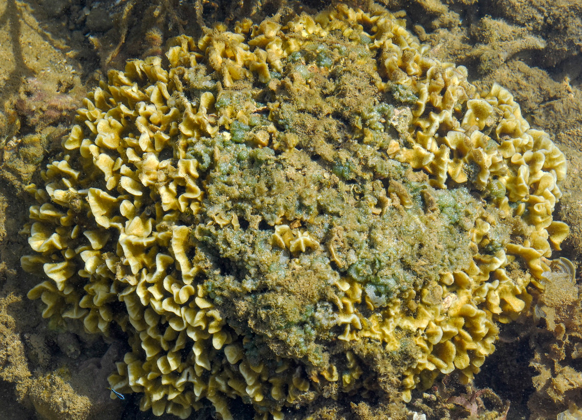 Cụm san hô nở vàng hệt hoa cúc đại ở Gành Yến. Ông Ngô Văn Thính, Chủ tịch UBND xã Bình Hải, huyện Bình Sơn, cho hay Chương trình tài trợ các dự án nhỏ, Quỹ môi trường toàn cầu, Chương trình phát triển Liên Hợp Quốc tại Việt Nam đang triển khai dự án phát triển bền vững cộng đồng tại địa phương.