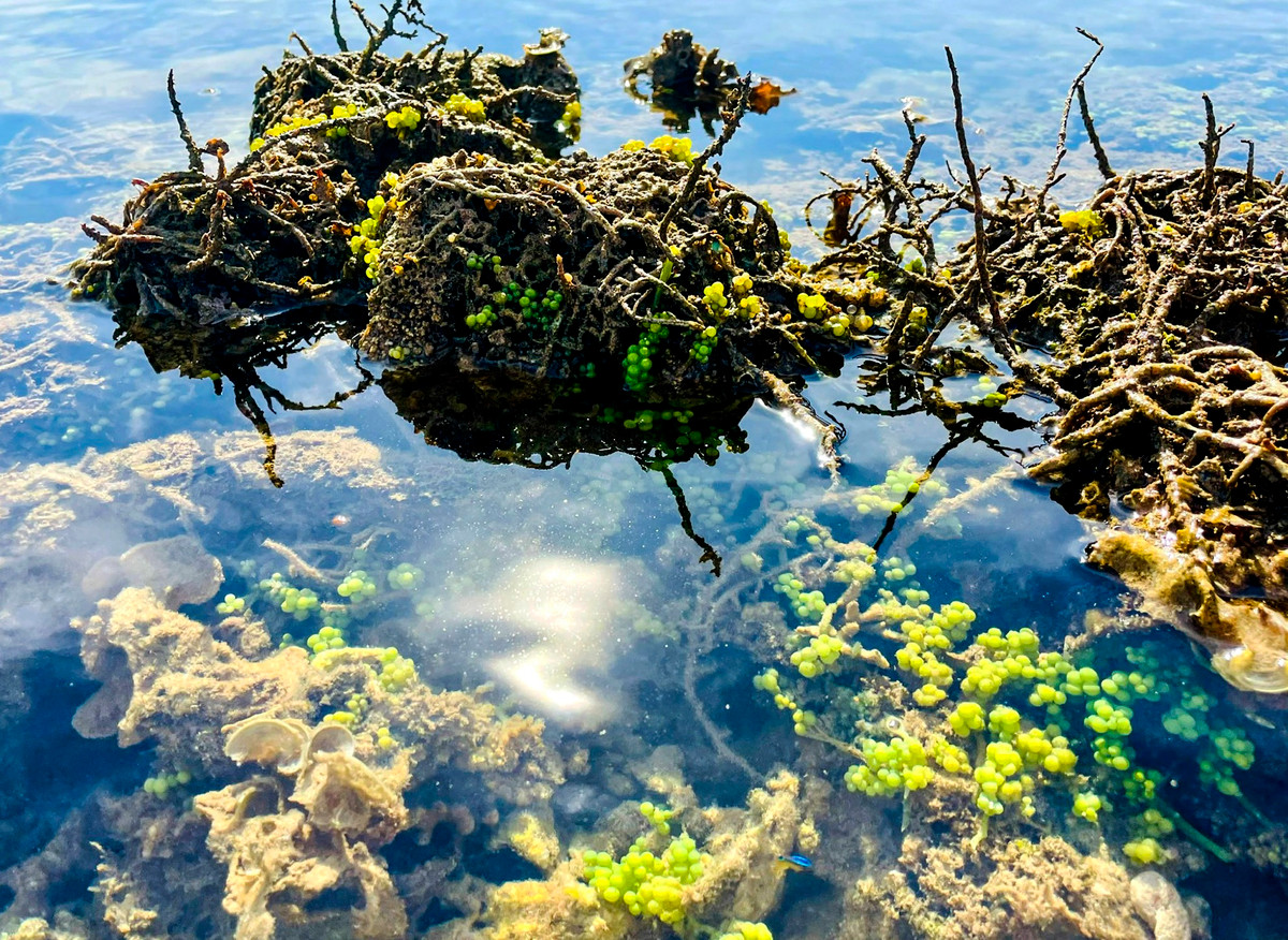 Nho biển mọc thành từng chùm dày đặc trên san hô ở di sản thiên nhiên nơi đây.