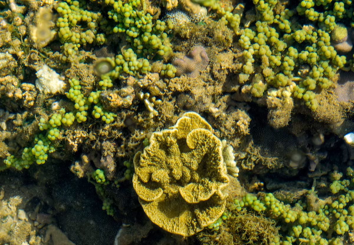 Ông Võ Thanh Tùng, Tổ trưởng Tổ bảo vệ san hô Gành Yến, Trưởng thôn Thanh Thủy, xã Bình Hải, cho biết thêm hai năm trước vùng biển nơi đây có nhiều cụm san hô hội tụ màu sắc rực rỡ trên diện tích lên đến vài ha ở khu vực gần bờ.