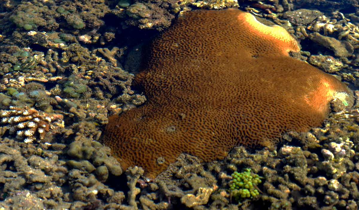 Cụm san hô màu nâu đỏ nhô trên mặt biển trong ngày đầu tháng 6 âm lịch. Theo ông Thính, các tổ chức quốc tế chú trọng trao quyền cho cộng đồng trong việc quản lý bảo vệ san hô, bảo tồn văn hóa tri thức truyền thống và phát triển sinh kế, trong đó đặc biệt quan tâm bảo vệ rạn san hô ở Gành Yến.