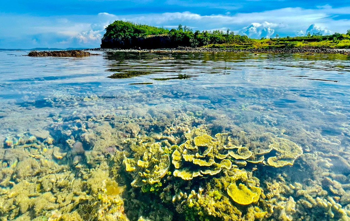 Những dịp đầu tháng hay ngày rằm, nhiều cụm san hô nở hoa như bắp cải nhô trên mặt biển ở khu vực gần bờ. Từ tháng 4 đến tháng 7 âm lịch hàng năm, khi thủy triều rút ra xa, Gành Yến xuất hiện "bãi san hô lộ thiên" trải rộng trên mặt biển tạo nên bức tranh tuyệt tác.